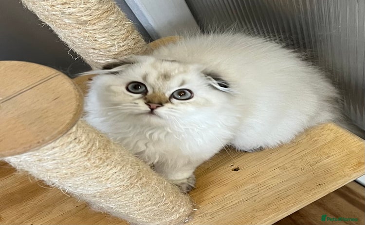 Scottish Fold cats - Advert 1