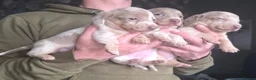 Dachshund dogs for sale: Minature short haired Daschunds - Advert 11