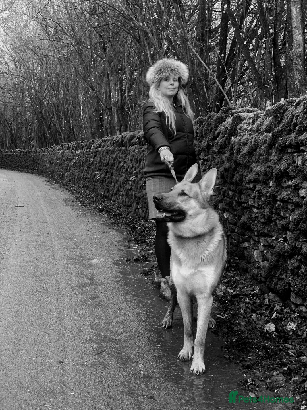 German Shepherd dogs for stud: Spectacular GSD wolfdog *for Stud only* in Dursley - Advert 36