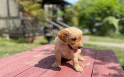Golden Retriever dogs for sale: beautiful litter of kc Golden Retriever puppies - Image 7