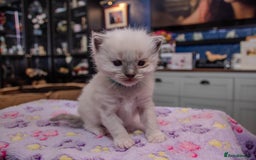 Ragdoll cats for sale: Stunning, fluffy pure Ragdoll kittens - Image 6