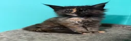Maine Coon cats for sale: Beautiful Maine Coon Kittens – Ready to Reserve - Advert 2