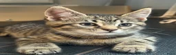 Maine Coon cats for sale: Main coon X kittens - Advert 13