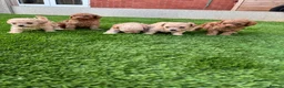 Cockapoo dogs for sale: 🐾 Adorable F1BB Teddy bear toy cockapoos 🐾 - Advert 10
