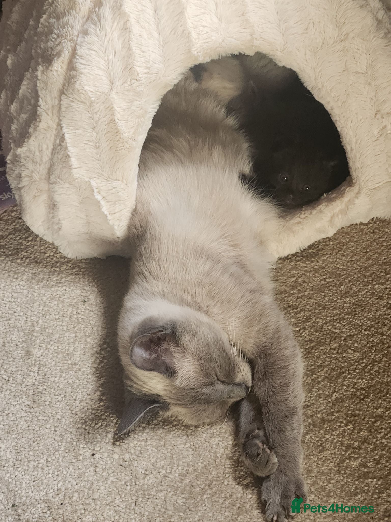 Mixed Breed cats Beautiful half Ragdoll kittens - Advert 5