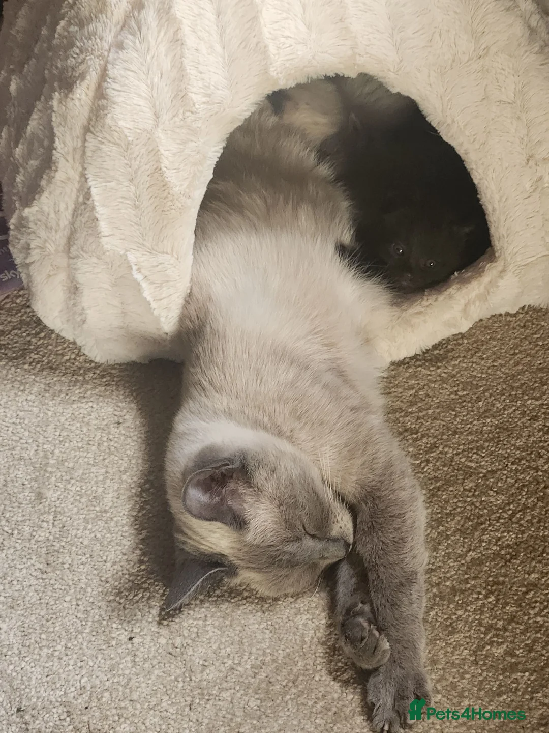 Mixed Breed cats for sale: Beautiful half Ragdoll kittens - Advert 1