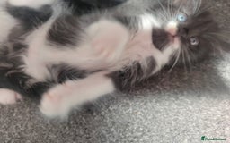 British Longhair cats for sale: Gorgeous female  - Image 2
