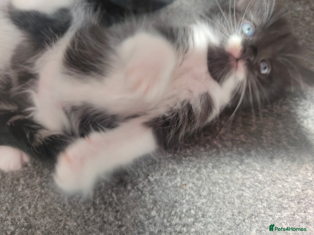 British Longhair cats for sale: Gorgeous female  - Image 2