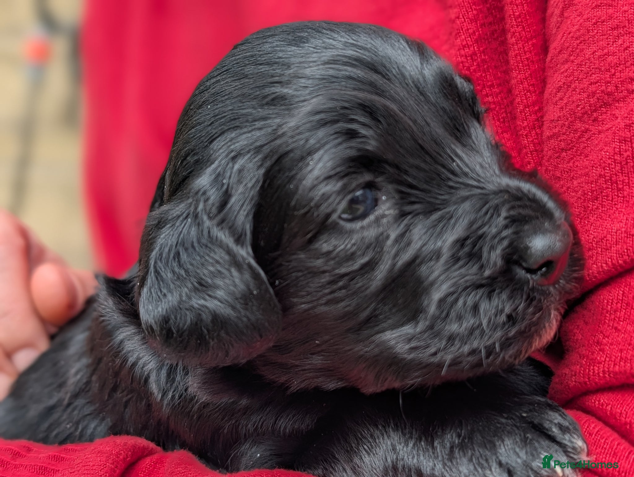 Portuguese Water Dog dogs Portuguese Water Dogs available  - Advert 2