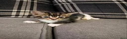 Mixed Breed cats for sale: Kitten for sale - Advert 3