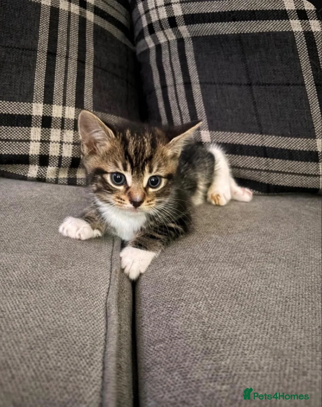 Mixed Breed cats for sale: Kitten for sale - Advert 3