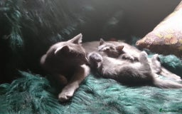 Mixed Breed cats for sale: UNIQUE SILVER/BLUE BENGAL X RUSSIAN BLUE KITTENS  - Image 14