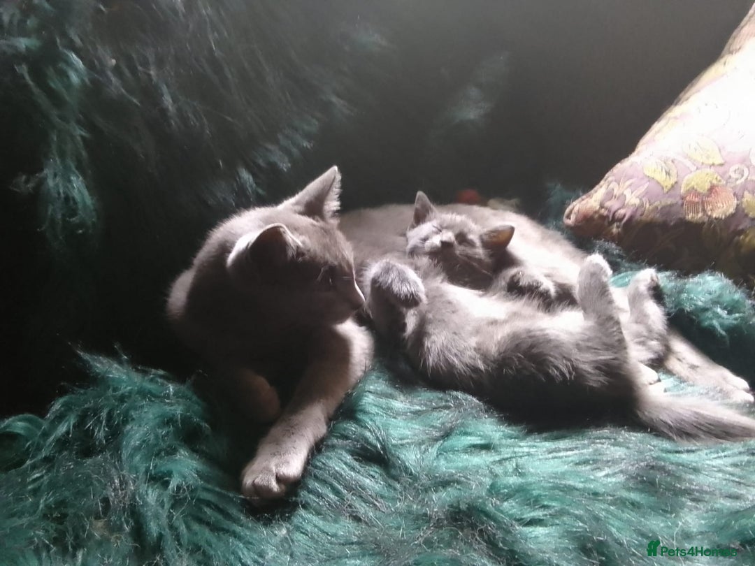 Mixed Breed cats for sale: UNIQUE SILVER/BLUE BENGAL X RUSSIAN BLUE KITTENS  - Image 14