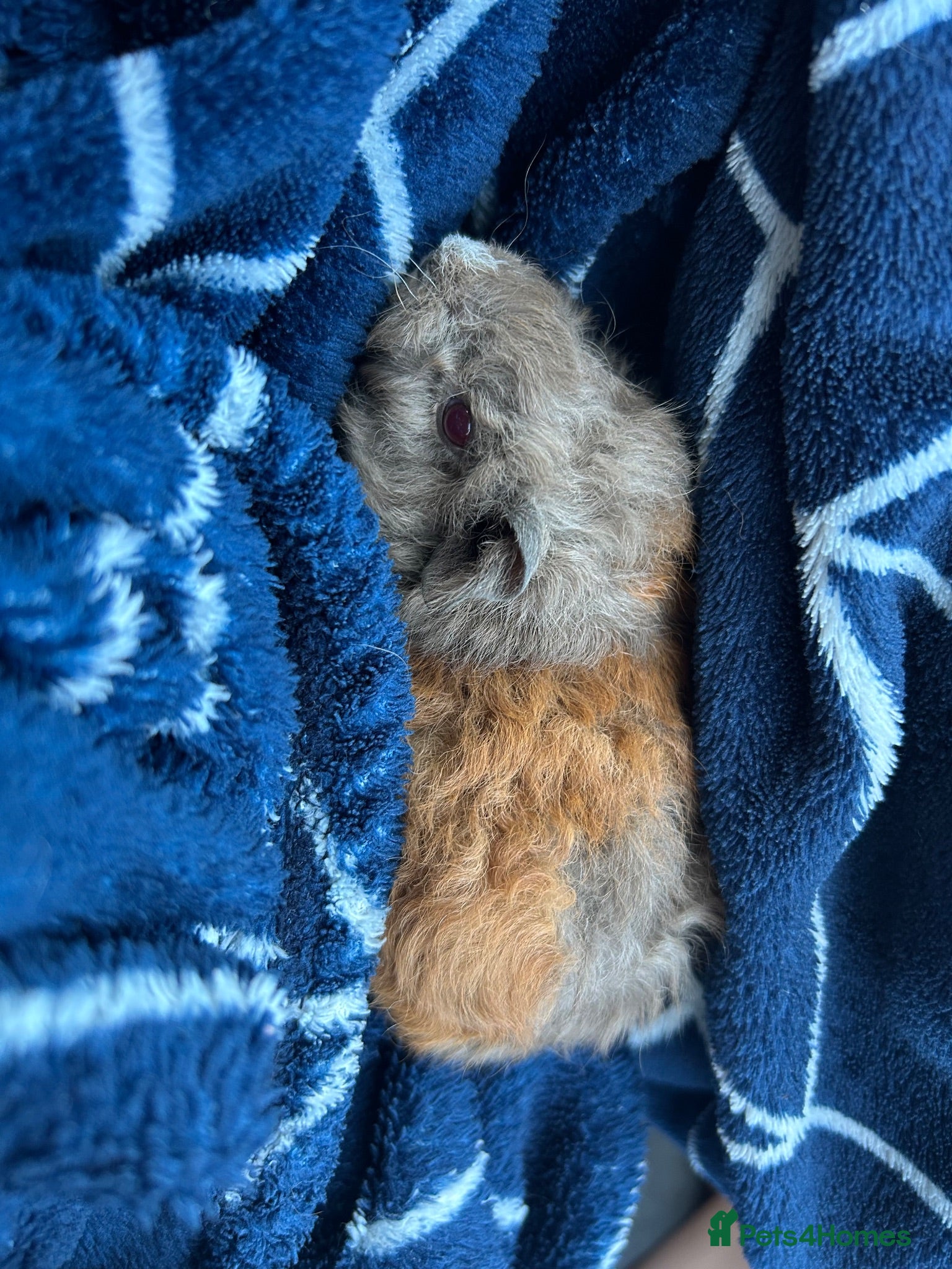 Guinea Pig rodents 10 week old male guinea pigs  - Advert 1