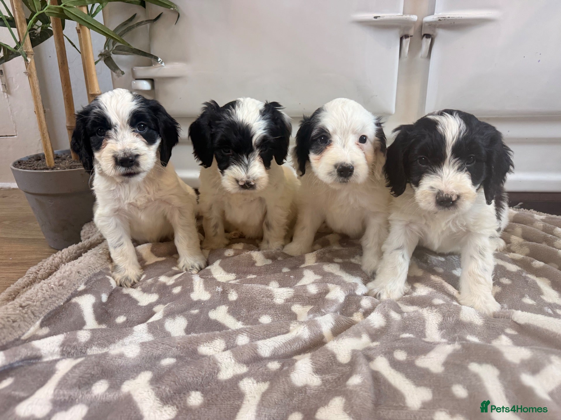 Cockapoo dogs Beautiful cockerpoo puppies still available 🩷🩵 - Advert 1