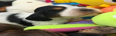Cocker Spaniel Puppy 2