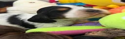 Cocker Spaniel dogs for sale: Show type English cocker spaniel puppies  - Advert 3