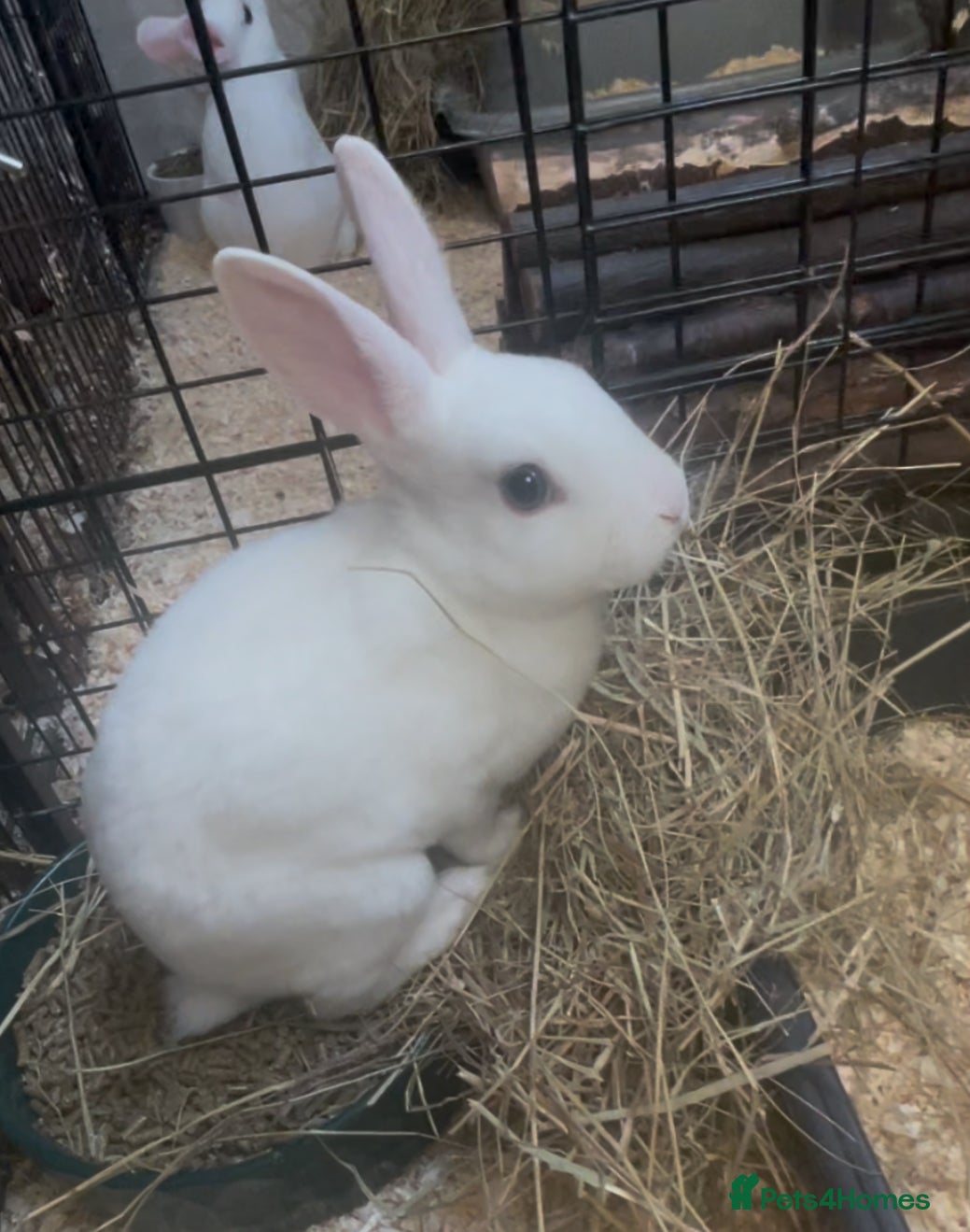 Rex rabbits 1 male 2 female mini Rex💙💖💖 - Advert 22