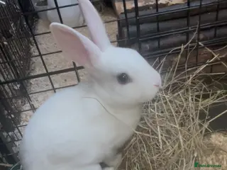 Rex rabbits 1 male 2 female mini Rex💙💖💖 - Advert 22