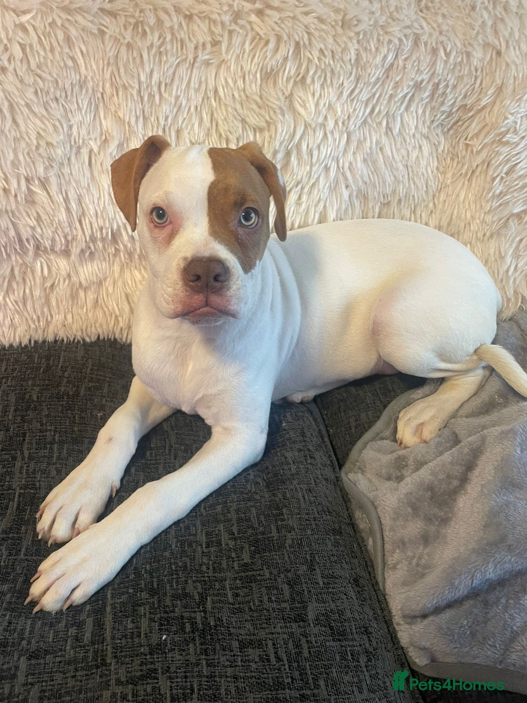 American Bulldog dogs for sale: George American Bulldog - Advert 1