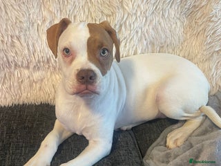 American Bulldog dogs George American Bulldog - Advert 1