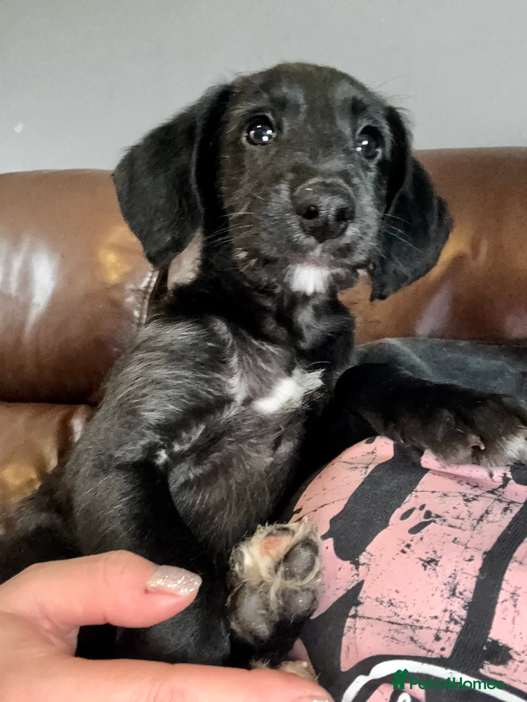Mixed Breed dogs for sale: Whippet x Poodle READY NOW - Advert 3