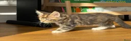 Maine Coon cats for sale: Beautiful Maine Coon Kittens – Born 19 June 2026 - Advert 3