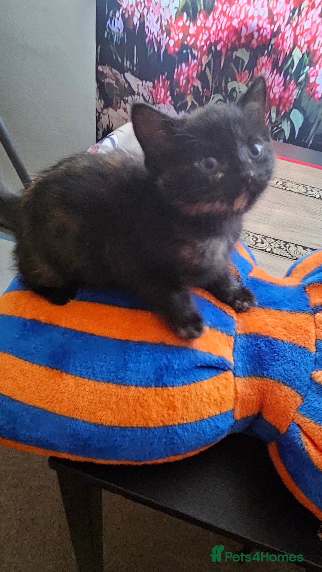 European cats for sale: Three awesome girls - Image 3