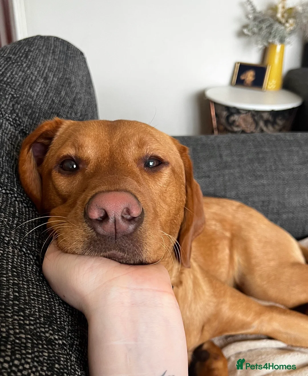 Labrador Retriever dogs for sale: Male 3y/o red fox Labrador for rehoming  - Advert 18