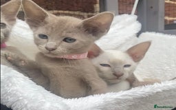Mixed Breed cats for sale: Oriental X Siamese  - Image 18