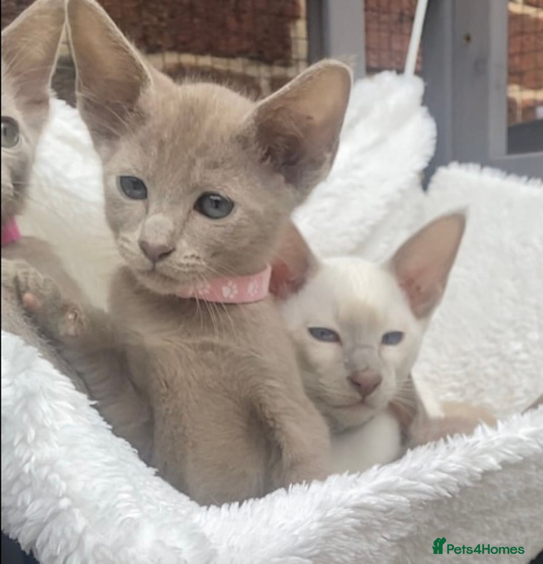 Mixed Breed cats for sale: Oriental X Siamese  - Image 18