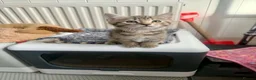 Mixed Breed cats for sale: 4 beautiful bengal mix kitten - Advert 5