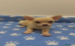Chihuahua dogs for sale: Beautiful girl grey and black Chihuahua puppy - Image 16