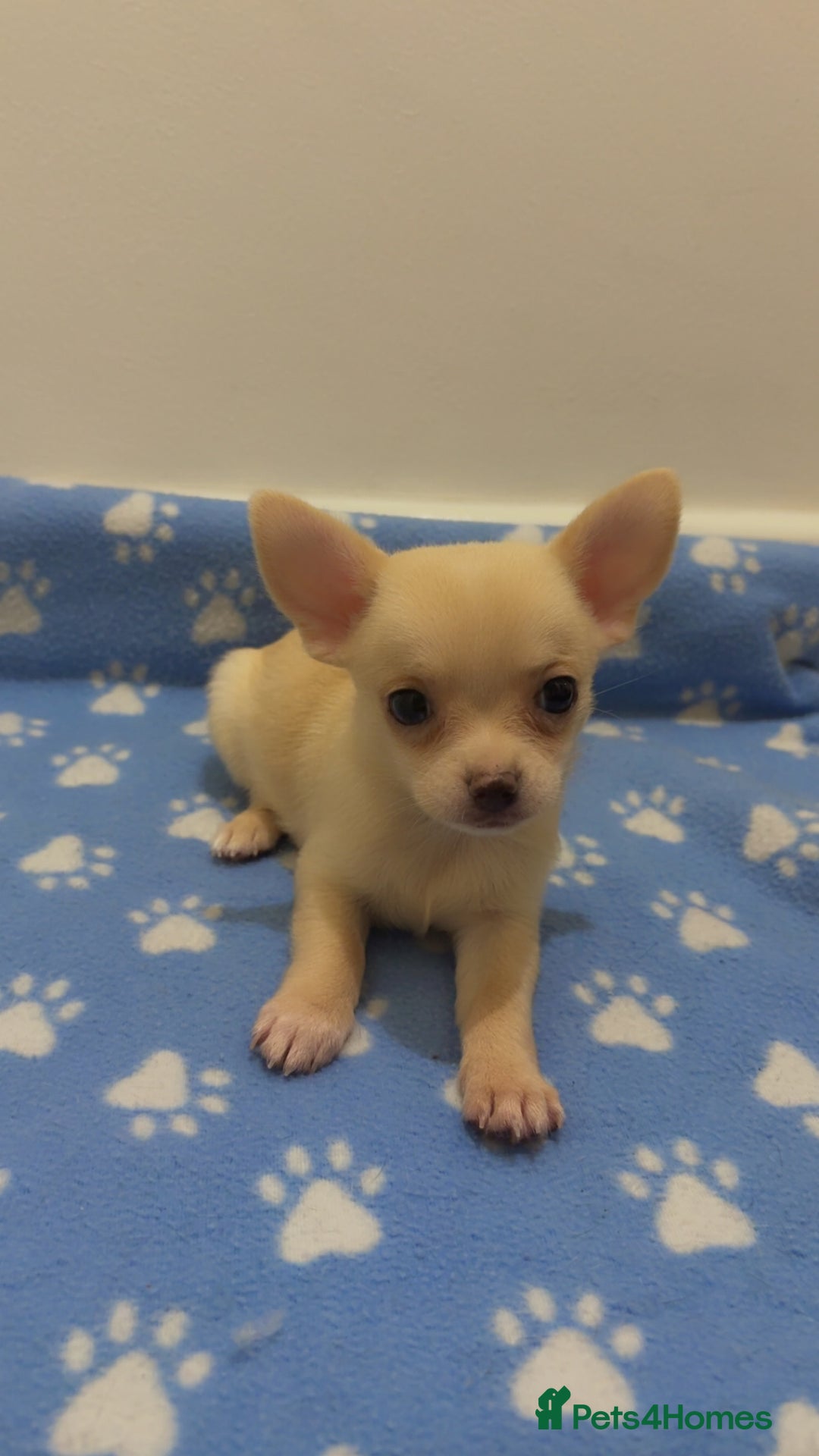 Chihuahua dogs for sale: Beautiful girl grey and black Chihuahua puppy - Image 16