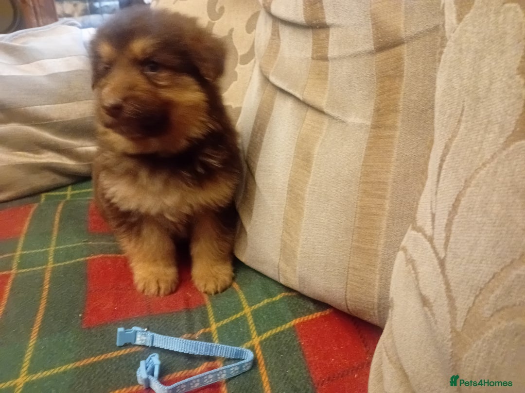 German Shepherd dogs for sale: Rare colours straight backed german shepherds - Advert 4