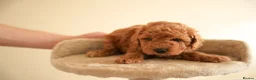Cockapoo dogs for sale: Gorgeous Cockapoo For Sale  - Advert 12