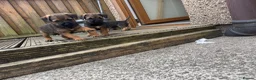 Border Terrier dogs for sale: Border terrior puppies  in Blackwood - Advert 4