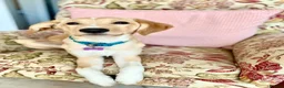 Mixed Breed dogs for adoption: Maple is ready for her forever family!  in Swindon - Advert 17