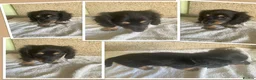 Miniature Dachshund dogs for sale: MINIATURE DACHSHUND PUPPIES  - Advert 13