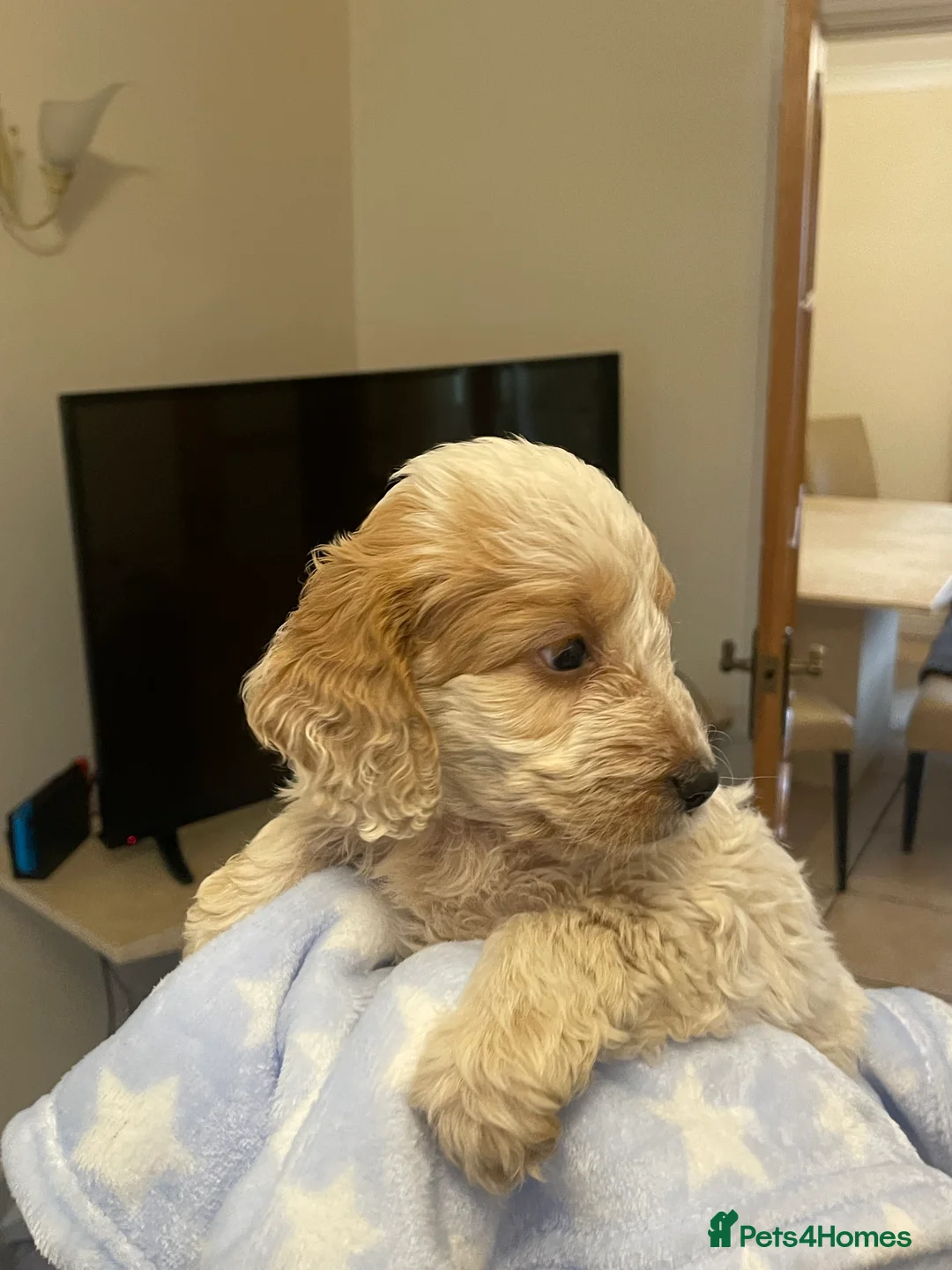 Cockapoo dogs for sale:  Cockapoo Puppies Ready for Loving Homes  - Advert 28