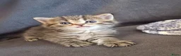 British Shorthair cats for sale: Brittish shorthair cross Bengal  in Southend-on-Sea - Advert 9