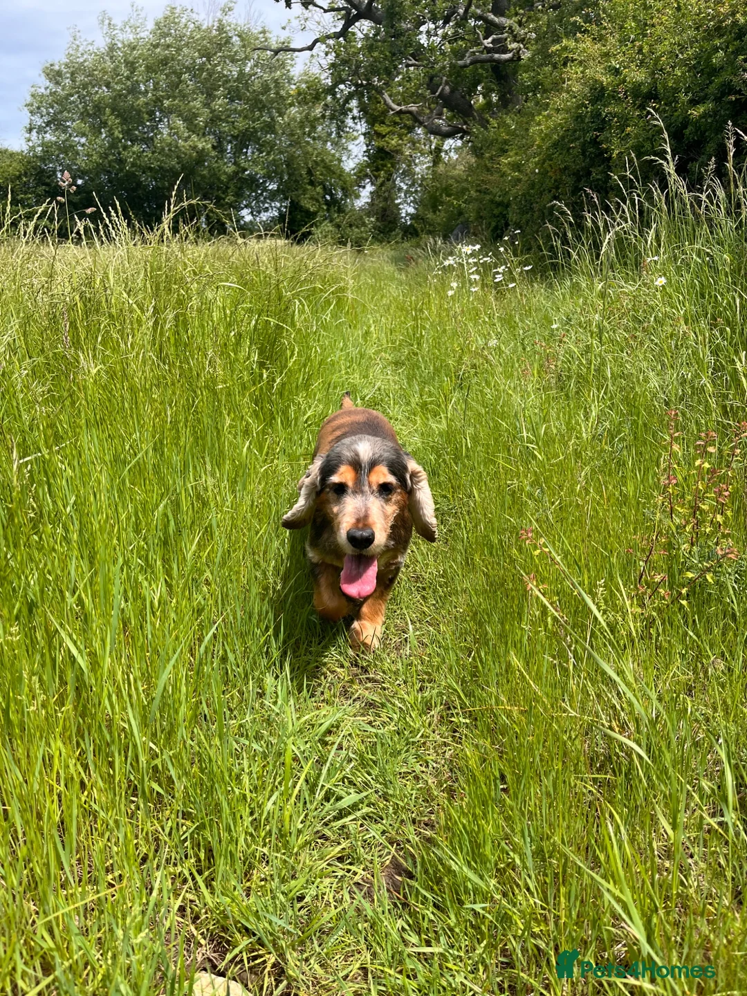 Cocker Spaniel dogs for sale: Cocker Spaniel  in Swindon - Advert 2