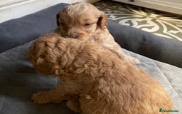 Cockapoo dogs for sale:  5⭐️ genetics F1b cockapoo apricot, chocolate - Image 12