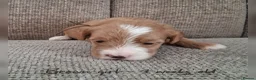 Australian Labradoodle dogs for sale: DNA health tested mini Australian labradoodles  - Advert 7