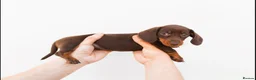 Miniature Dachshund dogs for sale: Chocolate miniature Dachshund puppies. - Advert 4