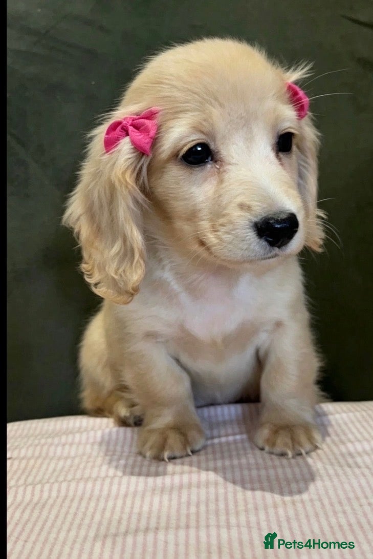 Miniature Dachshund dogs Cream KC longhaired dachshund puppies  - Advert 2