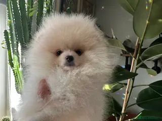 Pomeranian dogs Last KC pomeranian BOY ready to leave now ! - Advert 18