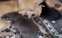 Chihuahua dogs for sale: Blue and fawn boy  - Image 8