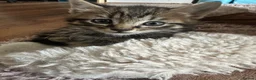 British Shorthair cats for sale: Beautiful Tabby Male Kitten –Ready Now - Advert 8