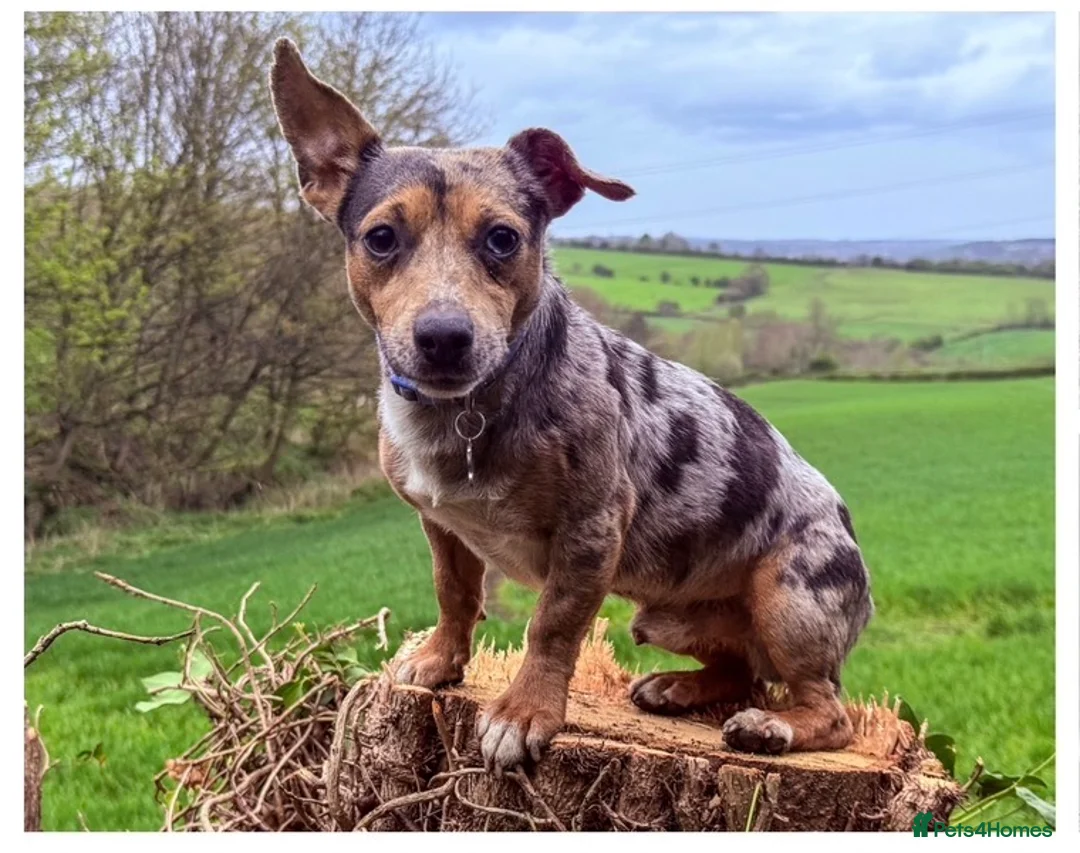 Jack Russell dogs for stud: Miniature Blue Merle Jack Russell Stud - Advert 2